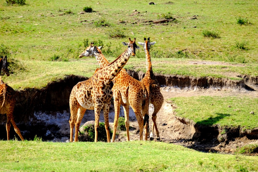 Giraffes greeting