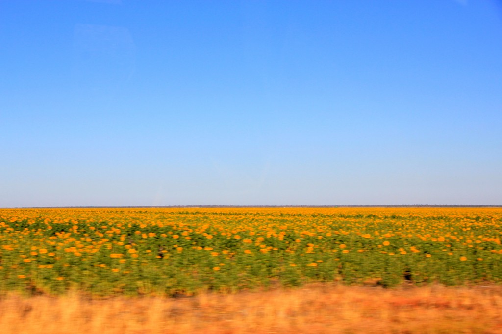 Sunflower in Botswana