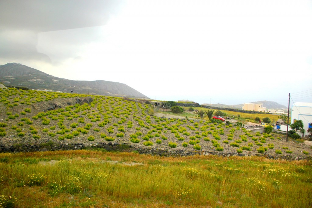 Crops and agriculture in Santorini