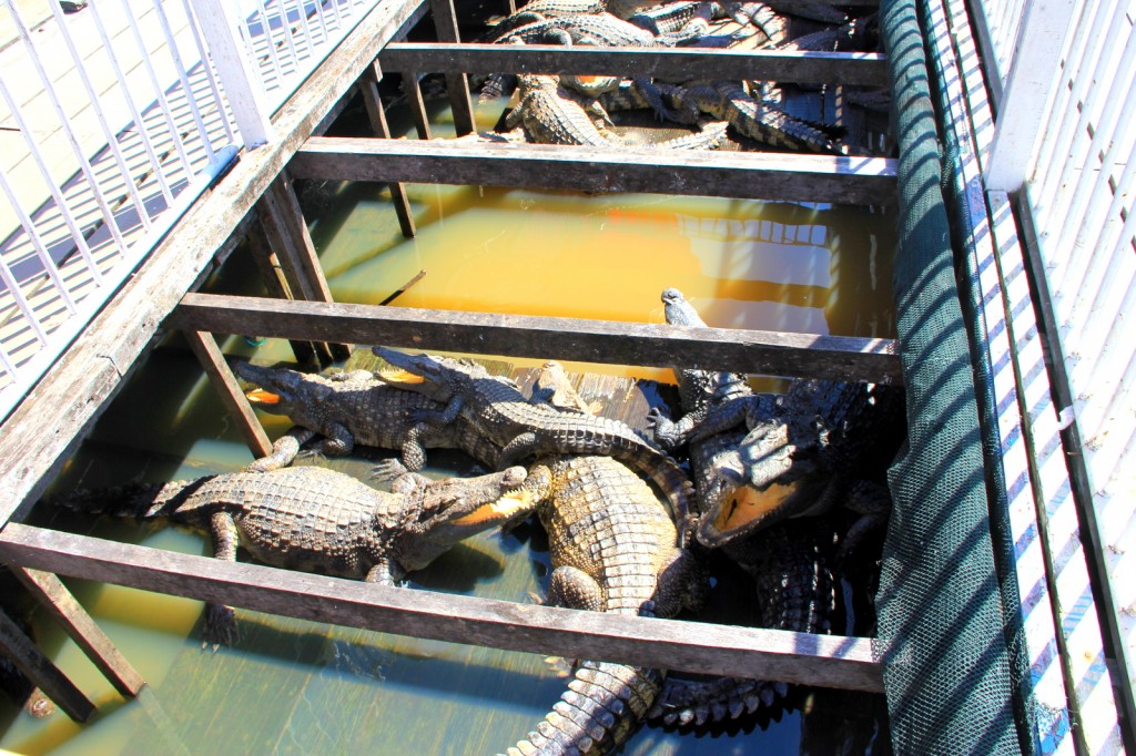 Floating Crocodile Farm