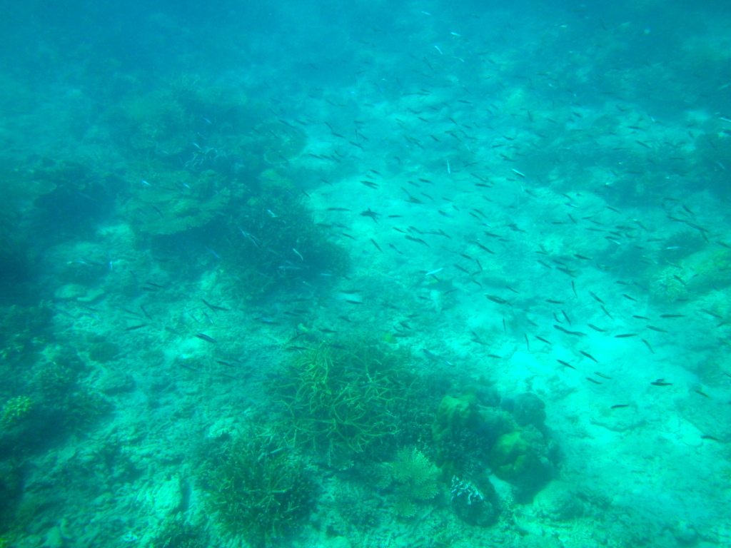 Fishes at Helicopter Island