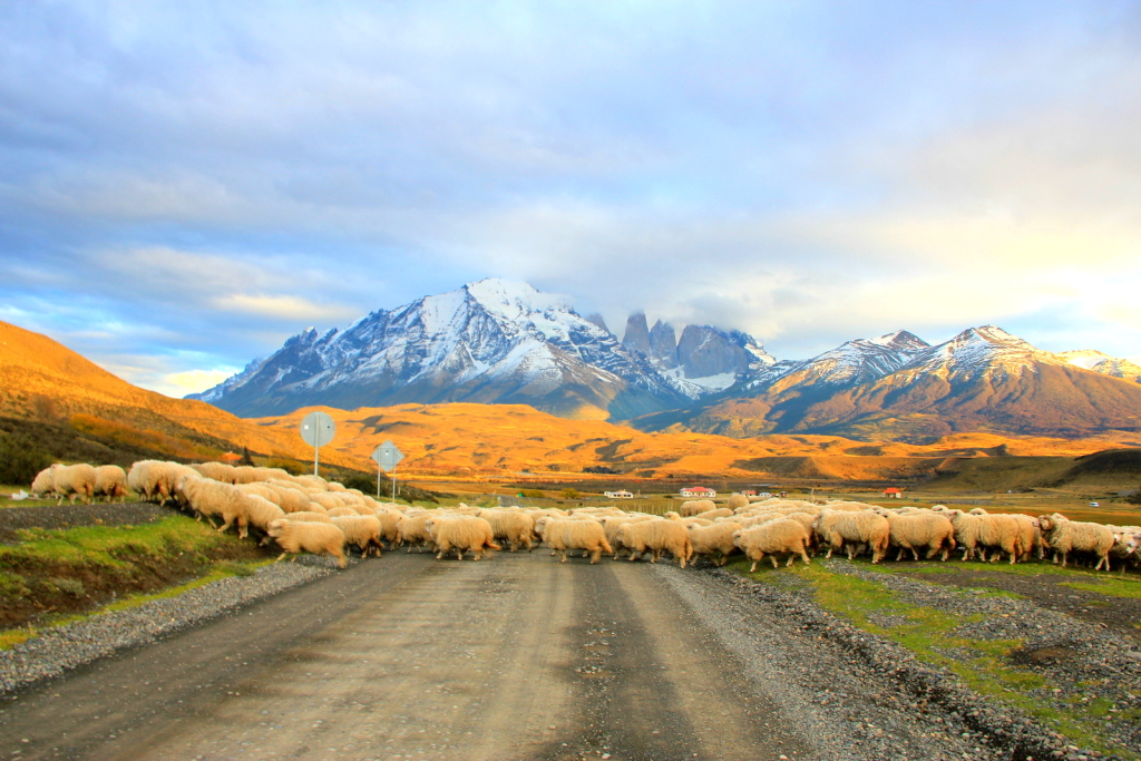 Rush Hours at Torres del Paine, Chile