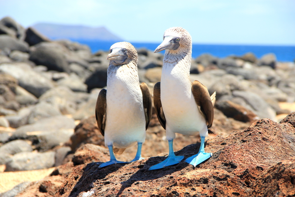 Blue feet boobies in Galapagos, Ecuador