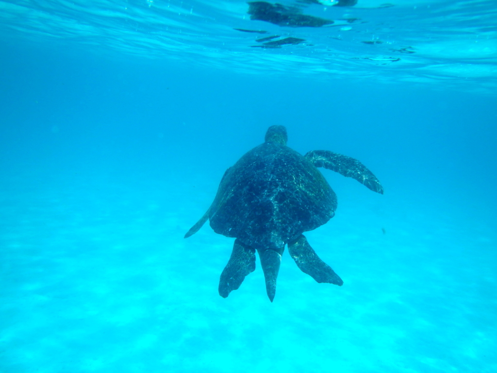 Turtle in Galapagos, Ecuador