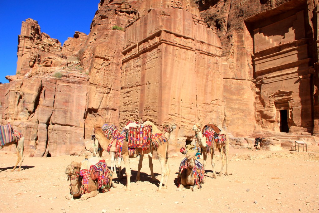 The camels looked so bored! :-(